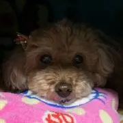 ぺこ