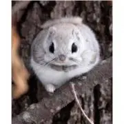 エゾモモの画像