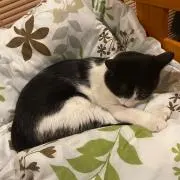 鈴猫