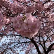 みんごの画像