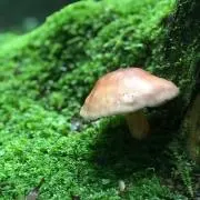おかたづけ隊の画像