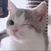 はらの画像