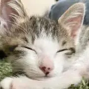 お葉なの画像