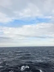 タコの画像