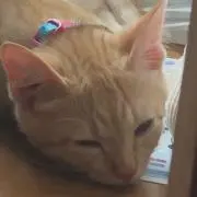 シイナの画像