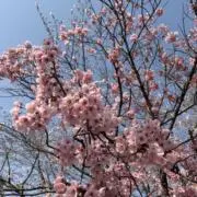 まっちーの画像