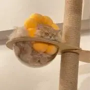 ぽむの画像
