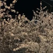 ©️の画像