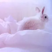ありす