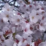 MOMOちゃん
