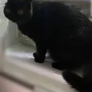 はんの画像