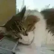 鈴の画像