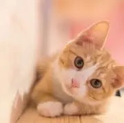 こみかん♡の画像