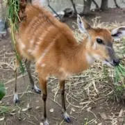 なまけものさんの画像