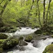 野田 祐佳里の画像