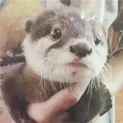 Nao