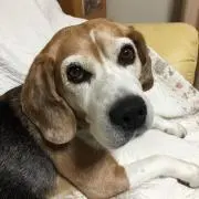 ソランの画像