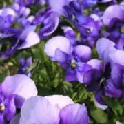 (^^) ※プロフィールをご覧くださいの画像