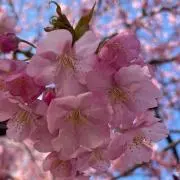 マヤの画像