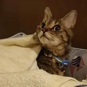 しあ
