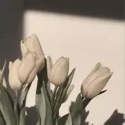 nikoの画像