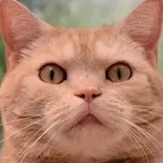にゃほほ