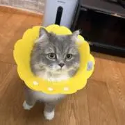 user_ayuの画像