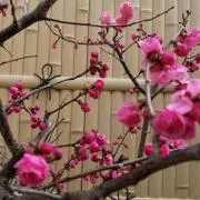umeの画像