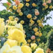 みぃ　お値段交渉OKの画像