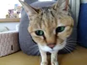 ねこねこ