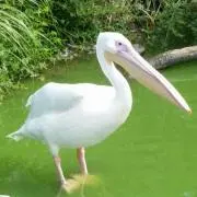 ペリカンの画像