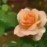 アプリコットの画像