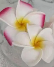 ‘Alohi Lakiの画像