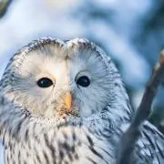 マイケルの画像