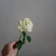 おみみの画像