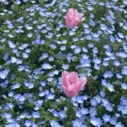 なつの ＊迅速発送＊の画像