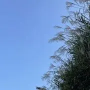 おみの画像
