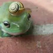 にーぱー