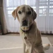 ワダリン