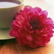 dahliaの画像