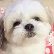 しおりん