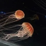 りー。