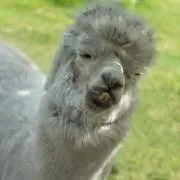 AIRIの画像