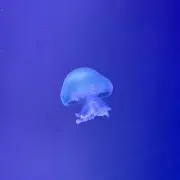 まるの画像
