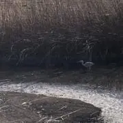 フレンチの画像