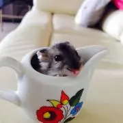 ハムスターの画像