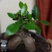 がじゅまるの画像