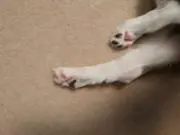 まりめっこの画像
