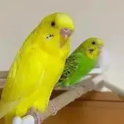 べりーず しょっぷ【流木専門】の画像