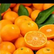 柑橘カメちゃん
